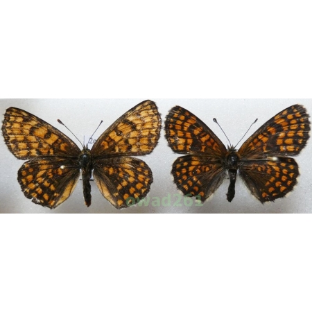 Melitaea athalia (Rottemburg, 1775) pair Poland2e